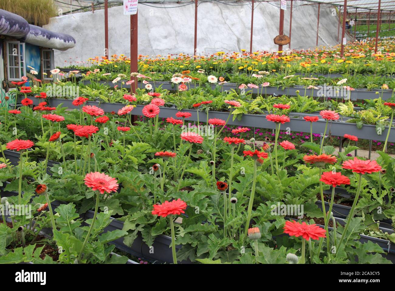 Lavender Garden, Cameron Highland, Pahang, Malaysia Stock Photo - Alamy