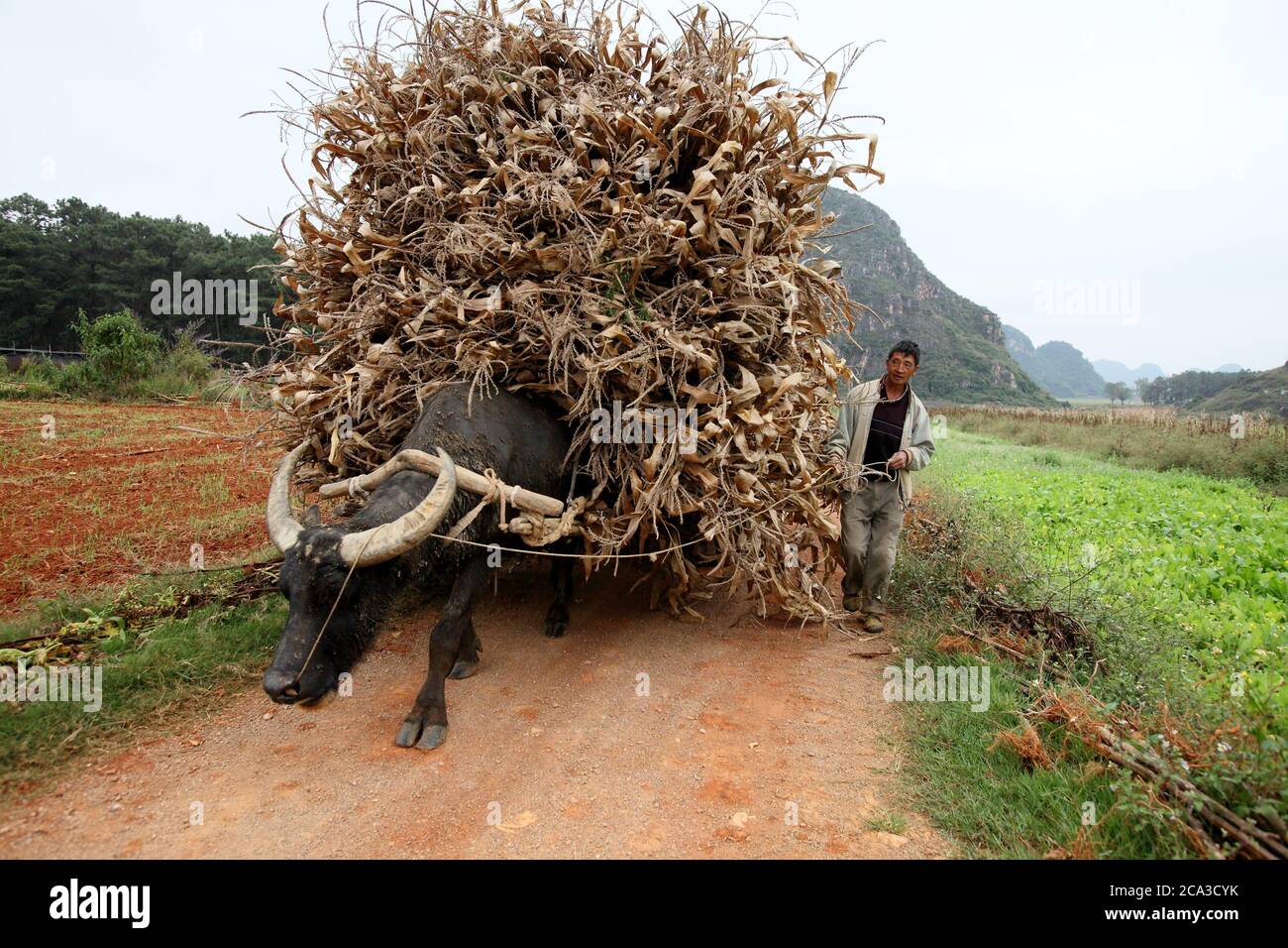 Farmer and his water buffalo pulling cart with hay, yunnan, People's Republic of China, Asia Stock Photo