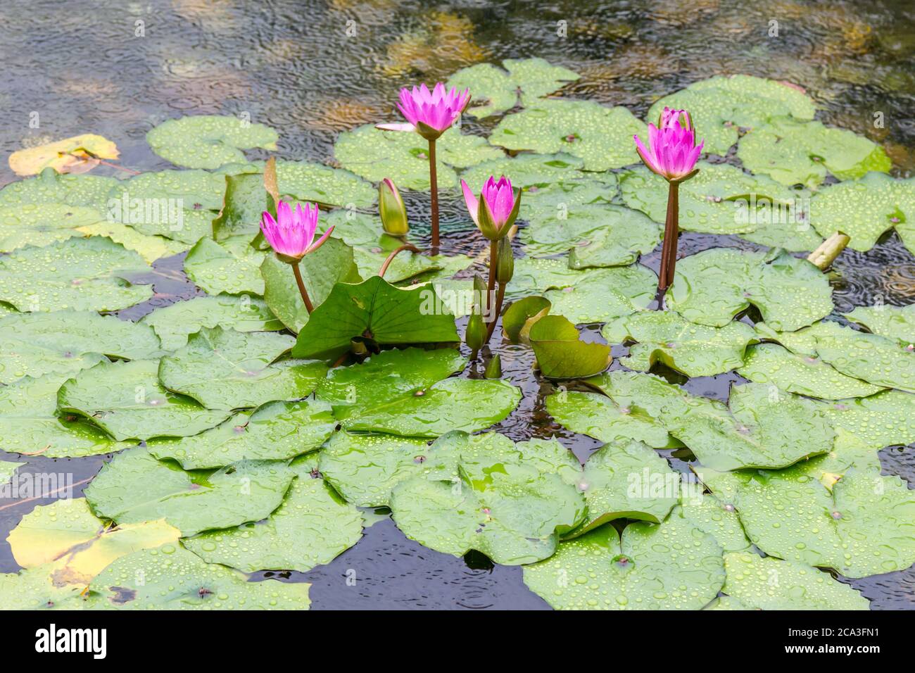 A photograph of water lilies in a pond during a rain shower Stock Photo