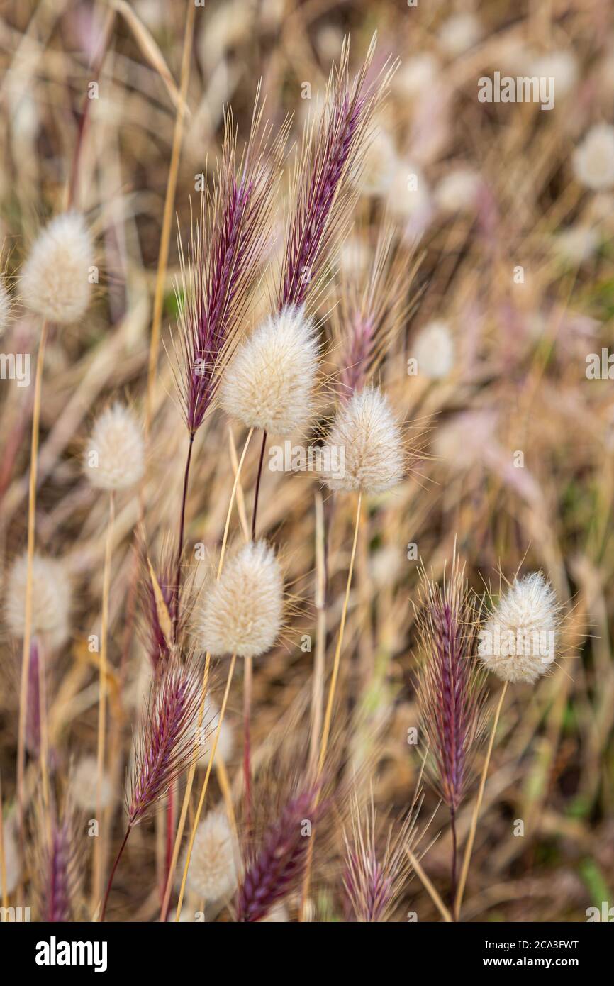 Ornamental grasses growing on the Island of Jersey Stock Photo