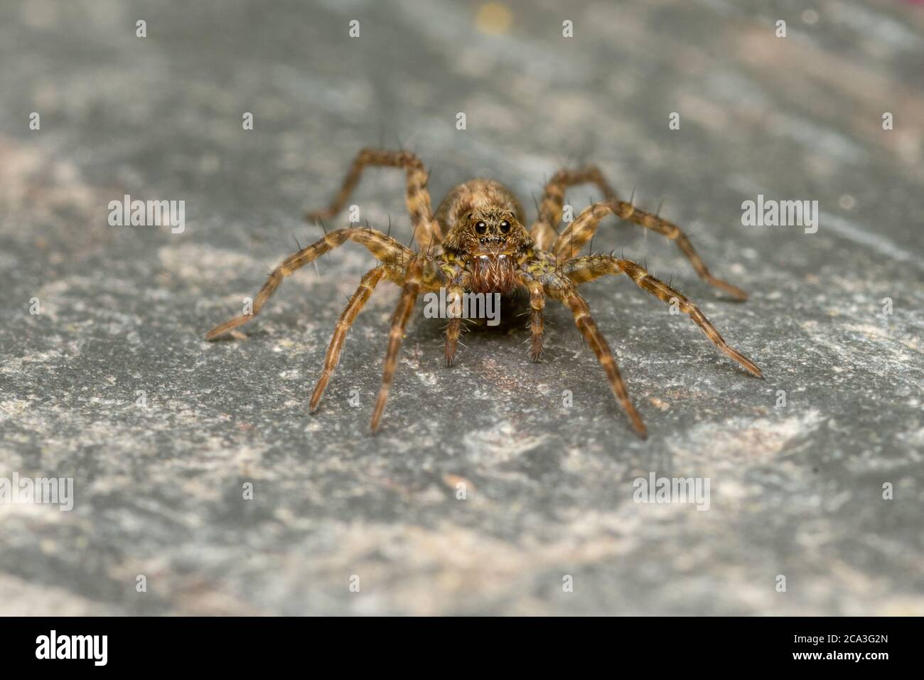 Wolf spider macro hi-res stock photography and images - Alamy