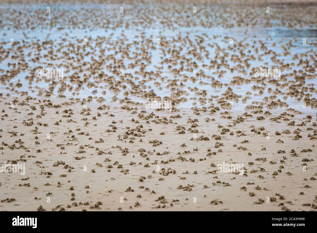 Worm castings on a sandy beach at low tide, on the island of Jersey