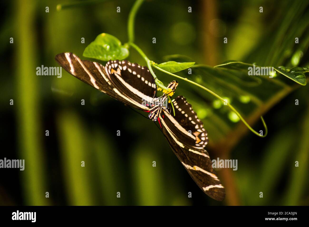 Zebra longwing butterfly (Heliconius charithonia) depositing eggs on