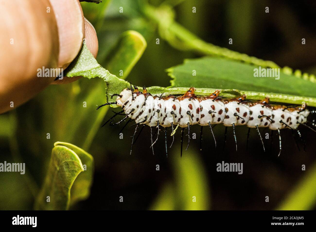 Macro image of the latter instar of a zebra longwing caterpillar feeding on a leaf. Zebra