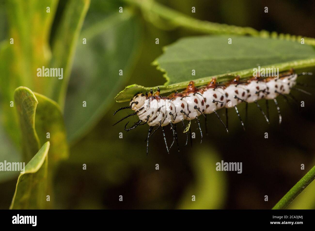 Macro image of the latter instar of a zebra longwing caterpillar feeding on a leaf. Zebra