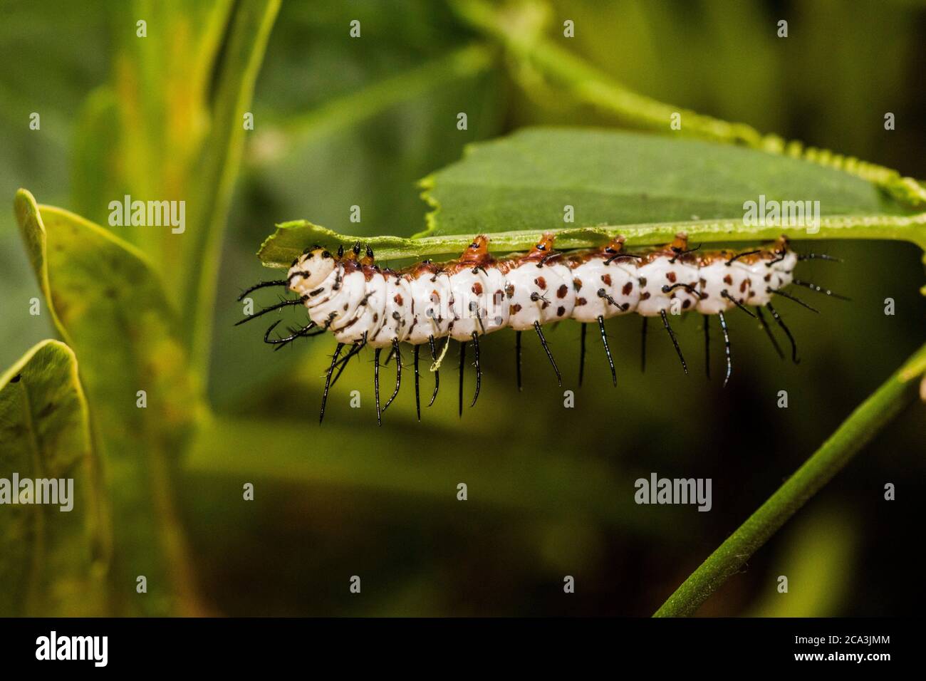 Macro Image Of The Latter Instar Of A Zebra Longwing Caterpillar Feeding On A Leaf Zebra Longwing Butterfly Heliconius Charithonia Florida U S Stock Photo Alamy