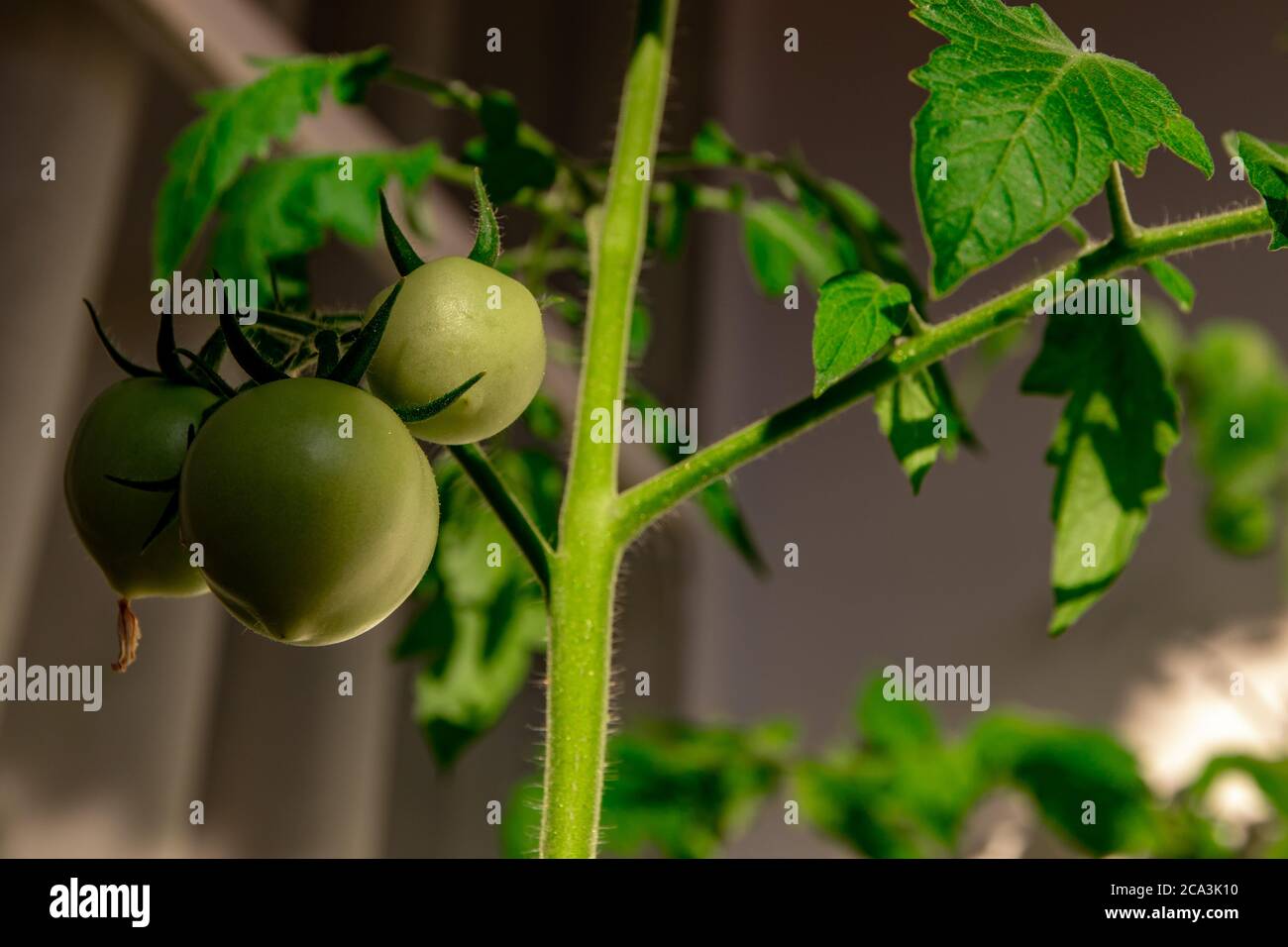 The vegetable garden on the balcony bears fruit, the bunch of tomatoes