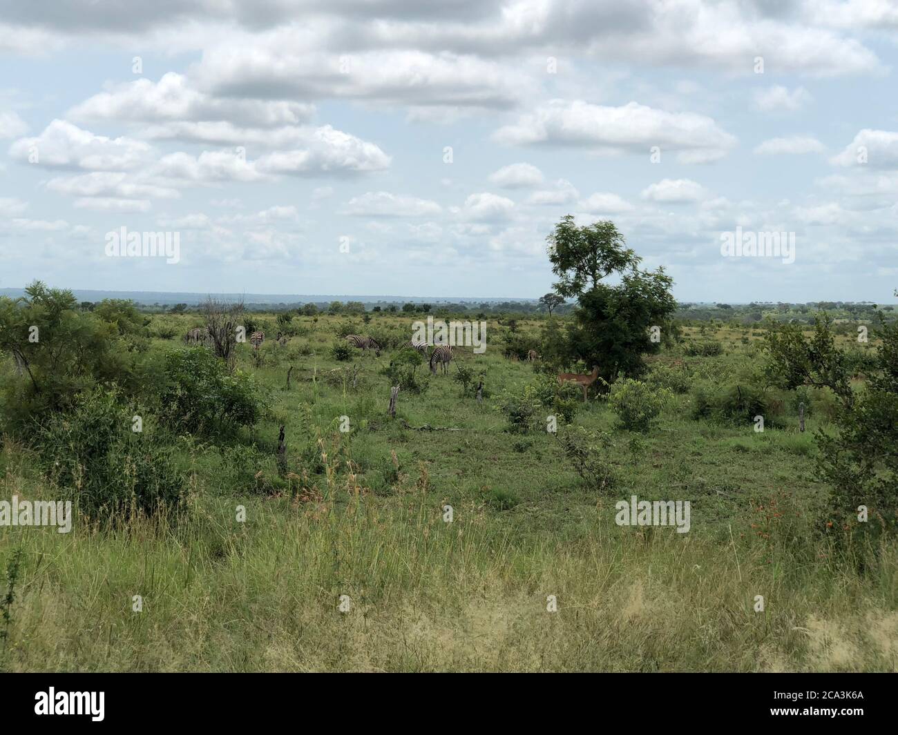 Grassland with wild safari animals in the background. Stock Photo