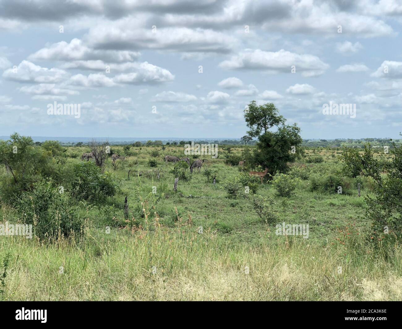 Grassland with wild safari animals in the background. Stock Photo