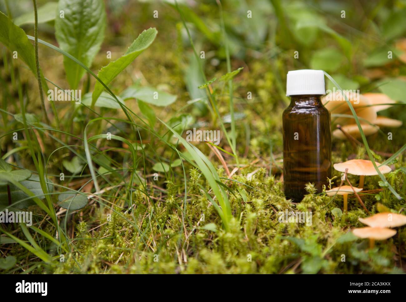 Dried mushroom herb extract, Chinese traditional anticancer and bloodthinning medicine, known