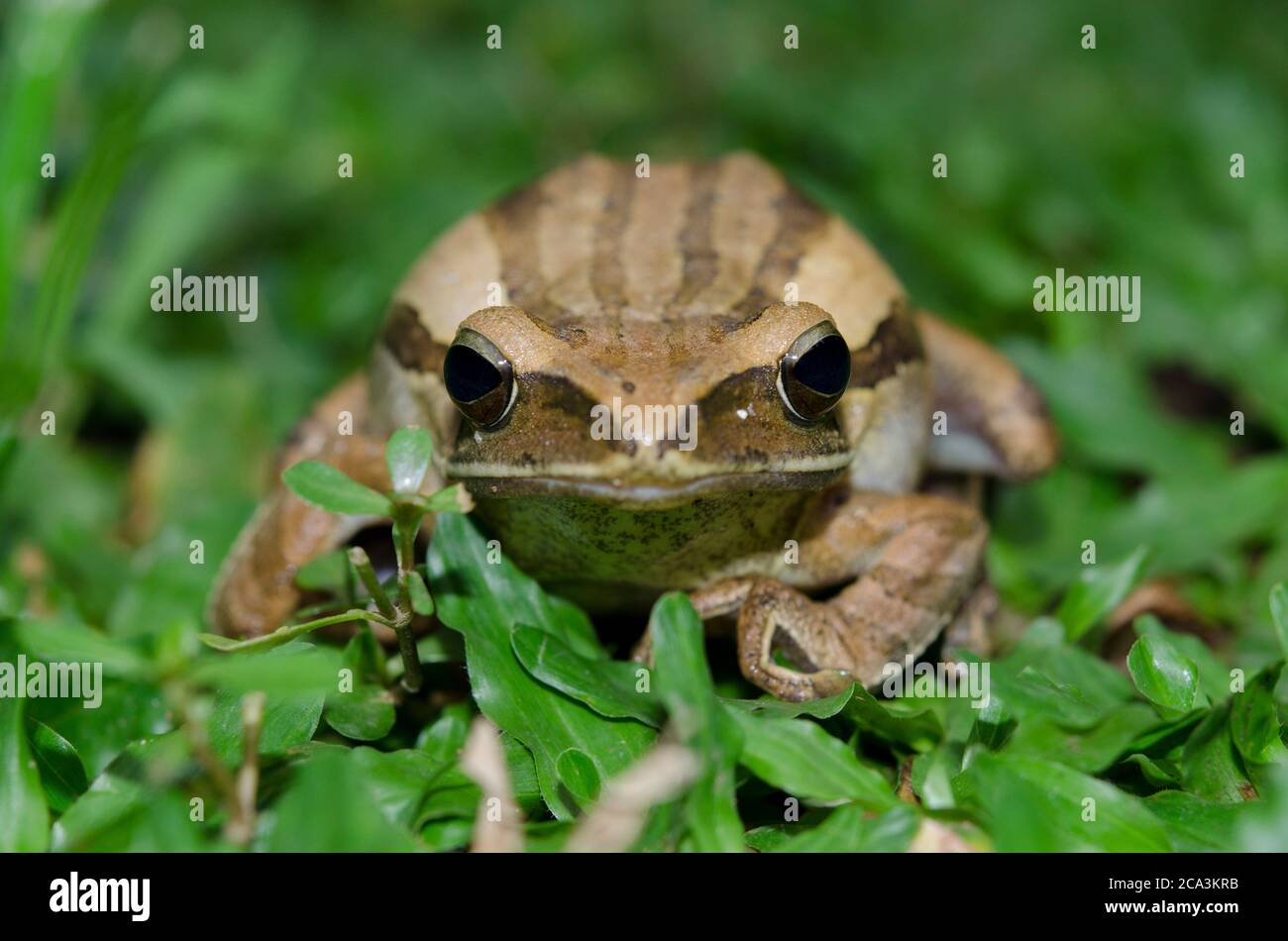 Four-lined Tree Frog (Polypedates leucomystax), Klungkung, Bali, Indonesia. Stock Photo