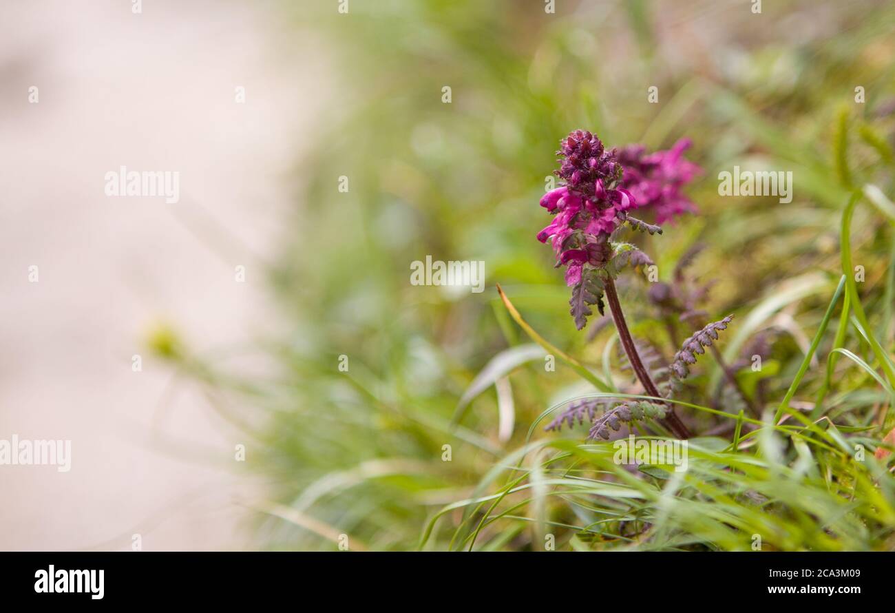 Bach flower essence hires stock photography and images Alamy