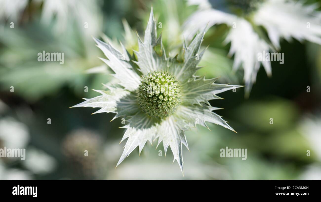 Close up of Eryngium giganteum, common name Miss Willmott's ghost. Flowering plant in the Apiaceae family. Stock Photo