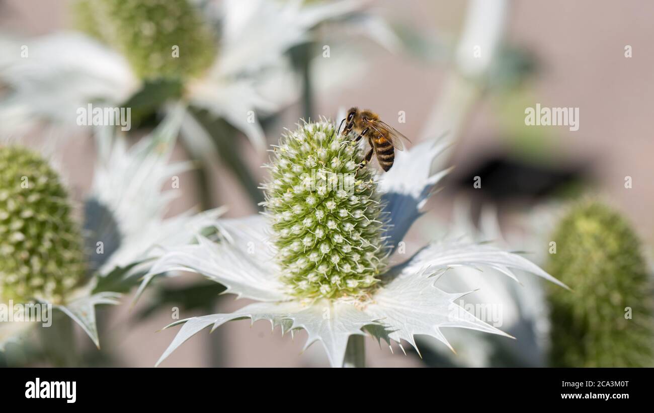 Close up of Eryngium giganteum (also Miss Willmott's ghost) with a bee