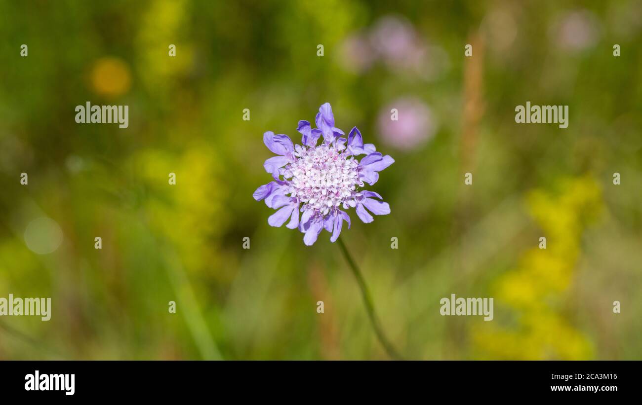 Close up of Scabiosa columbaria Butterlfy Blue. Lavender colored flower. Stock Photo