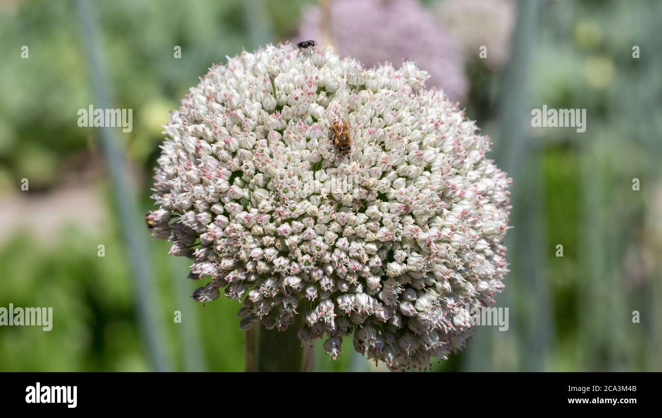 Close up of a leek blossom with a bee. Latin name Allium porrum. Popular vegetable. Stock Photo