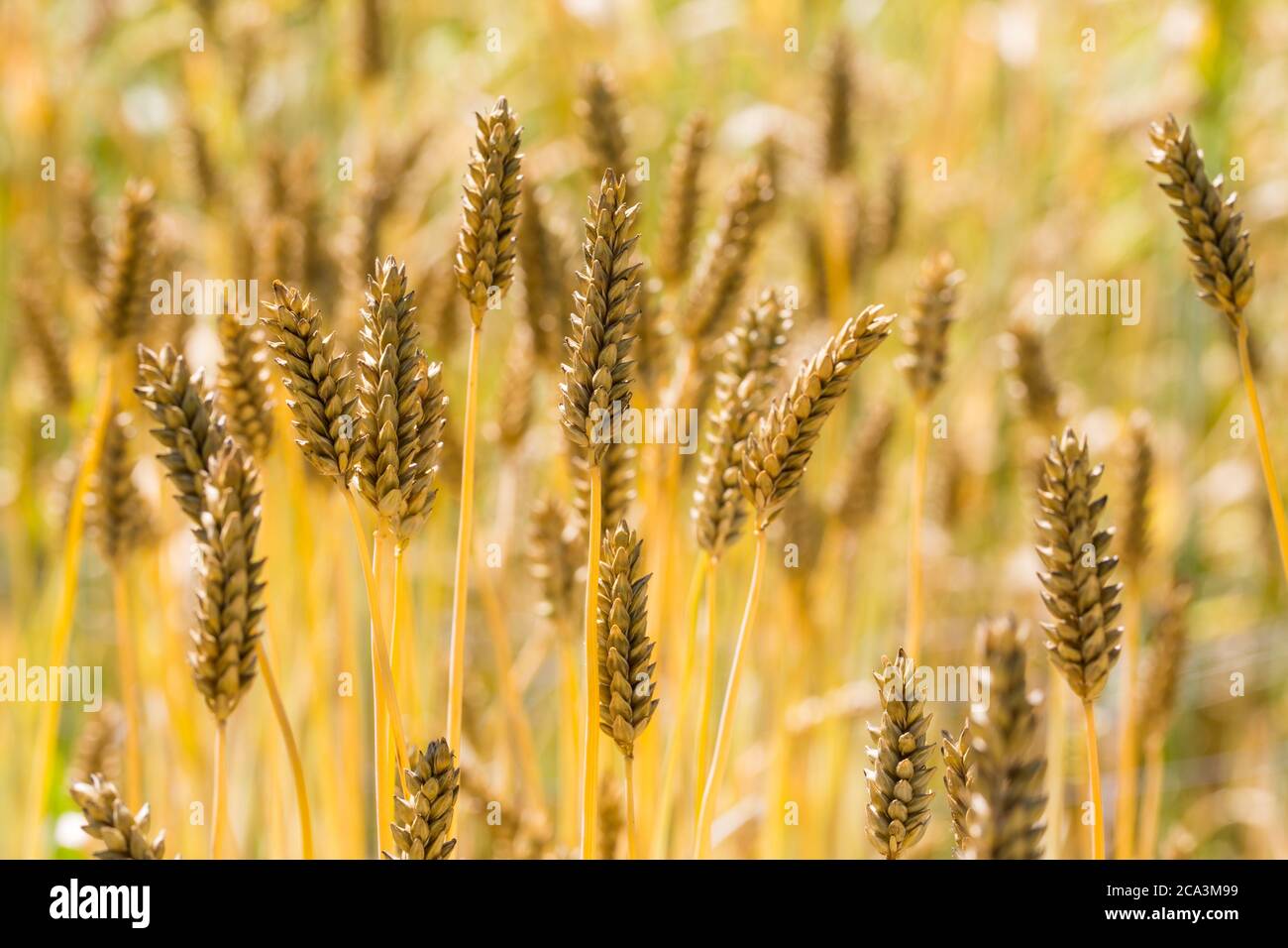 Barley field. Golden barley ears close up. Basis for beer and destilled beverages. Latin name Hordeum vulgare convar. vulgare var. dundarbeyi Stock Photo