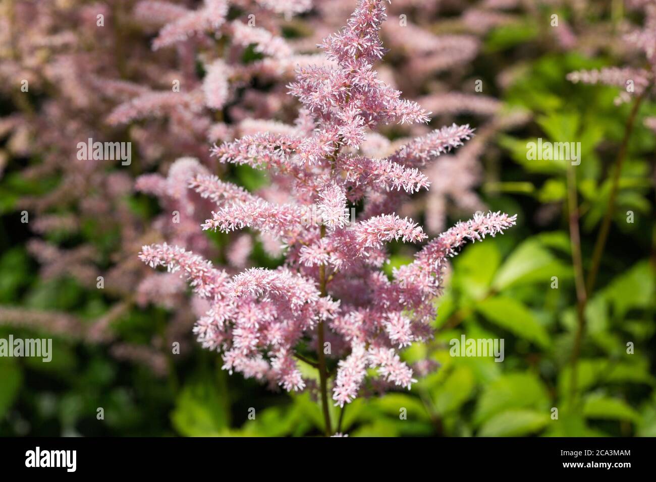 Close up of an Astilbe japonica blossom. Common names include false goat's beard and false spirea. Stock Photo