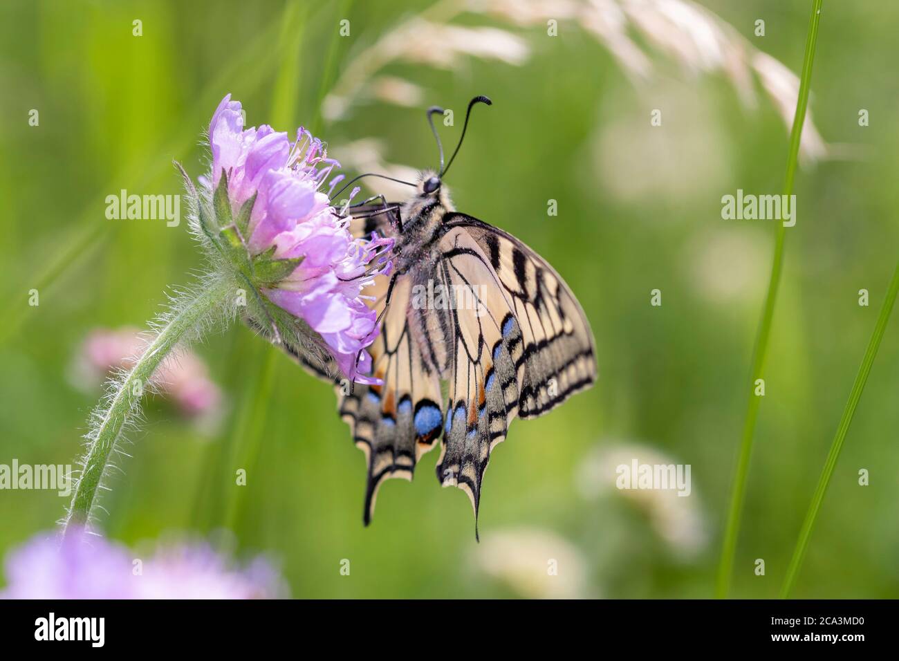Common yellow swallowtail or old world swallowtail - Papilio machaon - on a flower Stock Photo