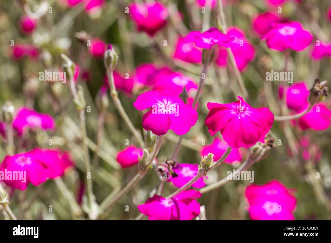 Close up of Lychnis coronaria flower. A flowering plant in the family Caryophyllaceae. Blurry background. Stock Photo