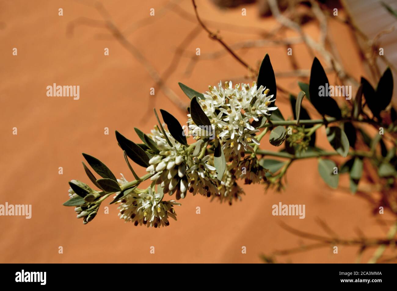 Algeria, Illizi, Tassili N'Ajjer National Park sweetsmelling shrub