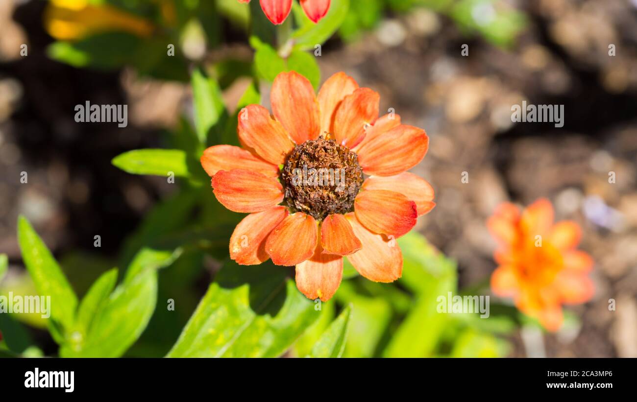 Close up of a Zinnia flower. High angle view. Red petals, brown center. Belonging to the asteraceae family. Stock Photo