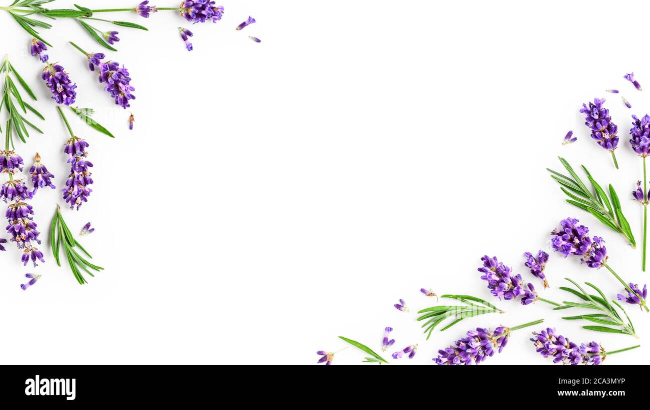 Lavender Flower Border Design
