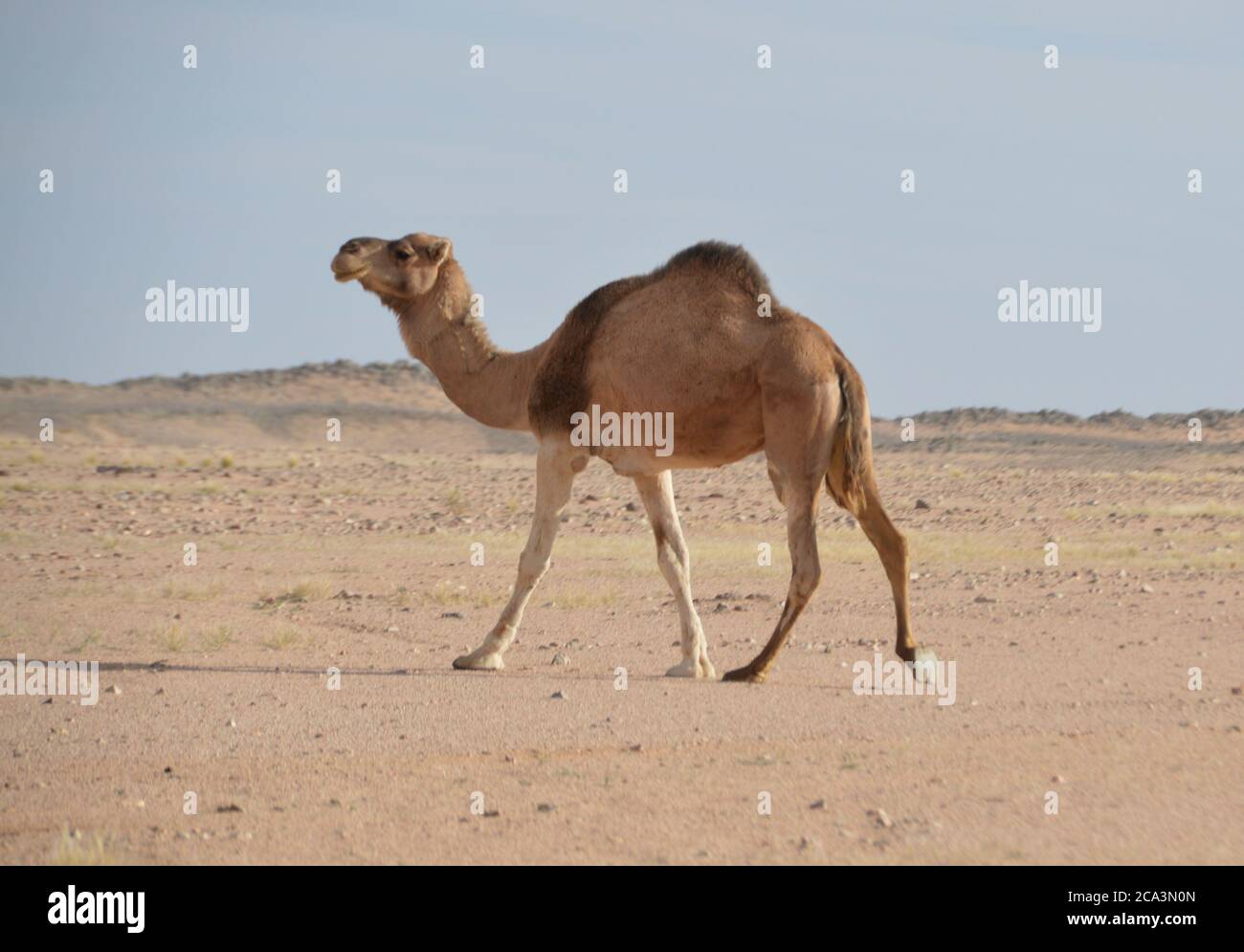 Algeria, Illizi, Tassili N'Ajjer National Park: Arabian Camel or Dromedary  (Camelus dromedarius Stock Photo - Alamy