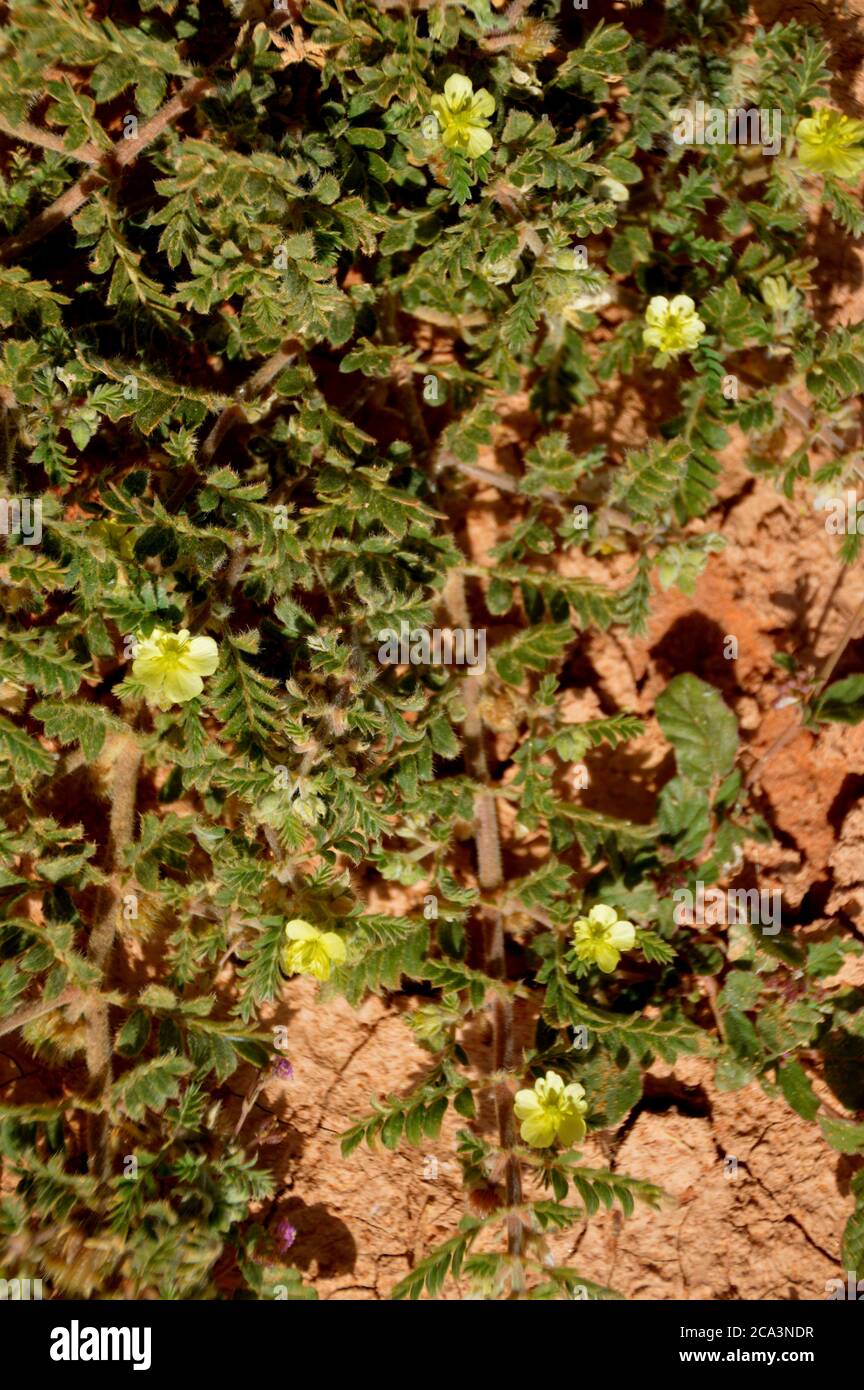 Algeria, Illizi, Tassili N'Ajjer National Park:  Bitter Apple or Bitter Cucumber or Desert Gourd or Vine of Sodom (Colocynthis citrullus) (now Citrull Stock Photo