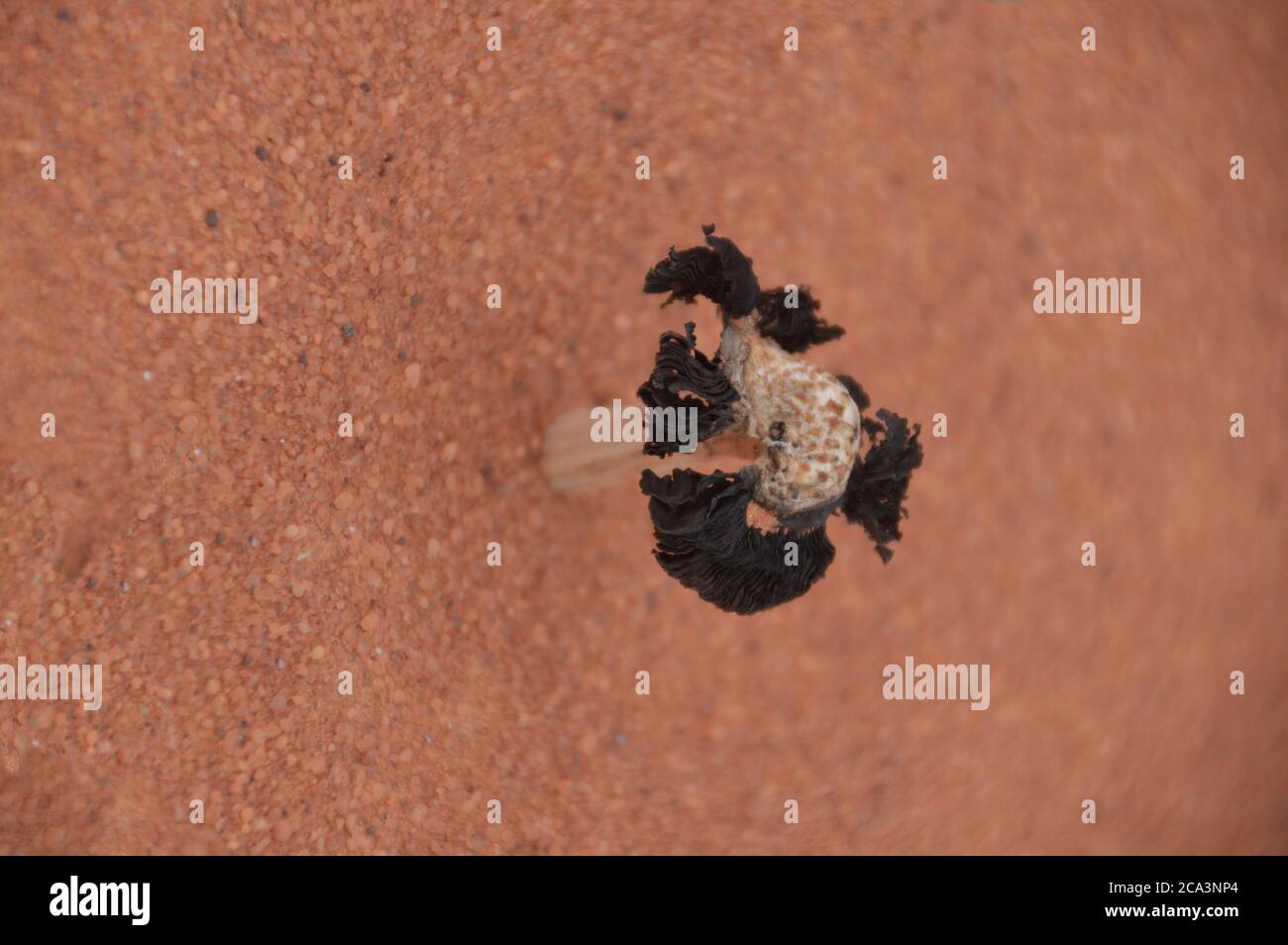 Algeria, Illizi, Tassili N'Ajjer National Park:  Podaxis pistillaria, a widespread puffball fungus, after dispersal of its spores. Stock Photo