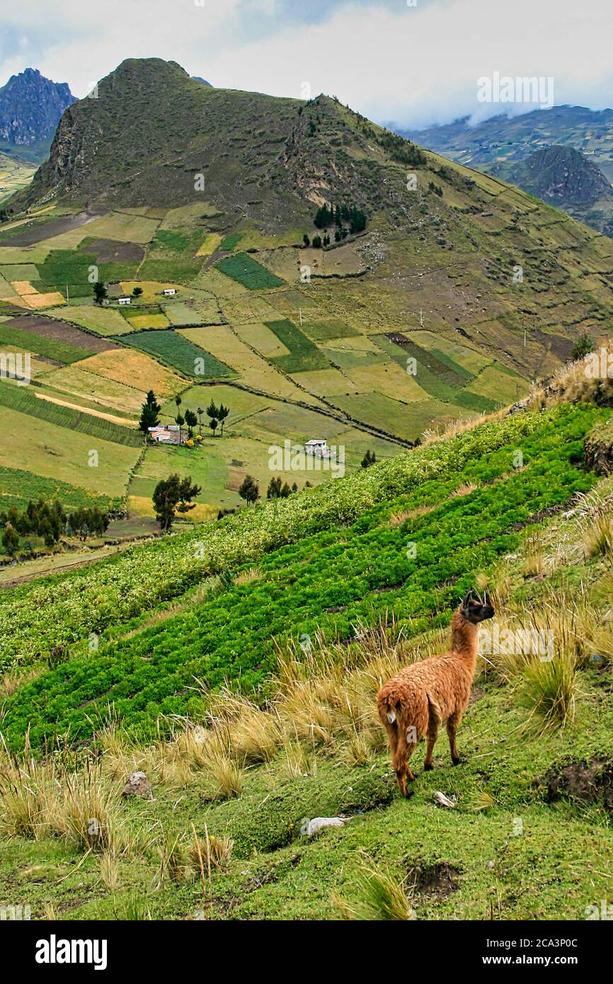 Llamas, Lama glama, Ecuadorian Andes, Ecuador, America Stock Photo