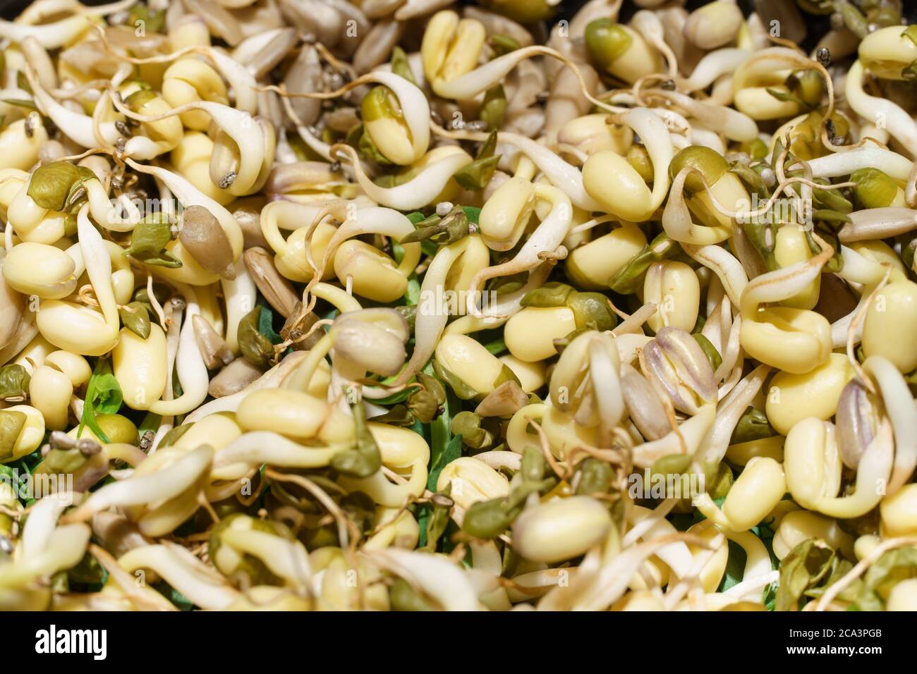 Close-up photo of sprouted seeds of pea, bean, mung, sunseed Stock Photo