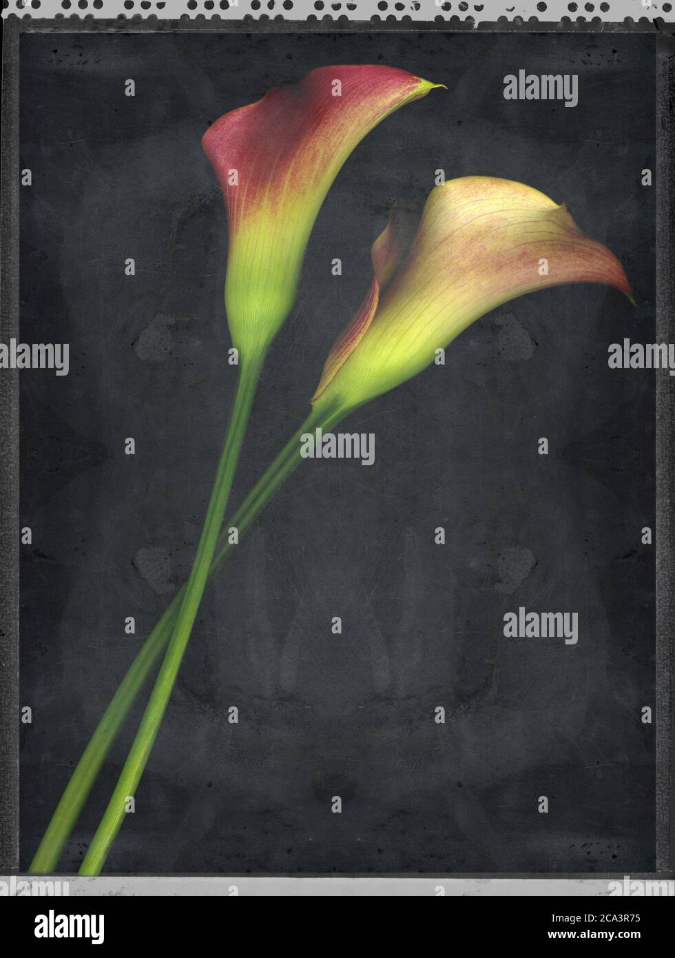 Calla lily flowers on Polaroid film Stock Photo