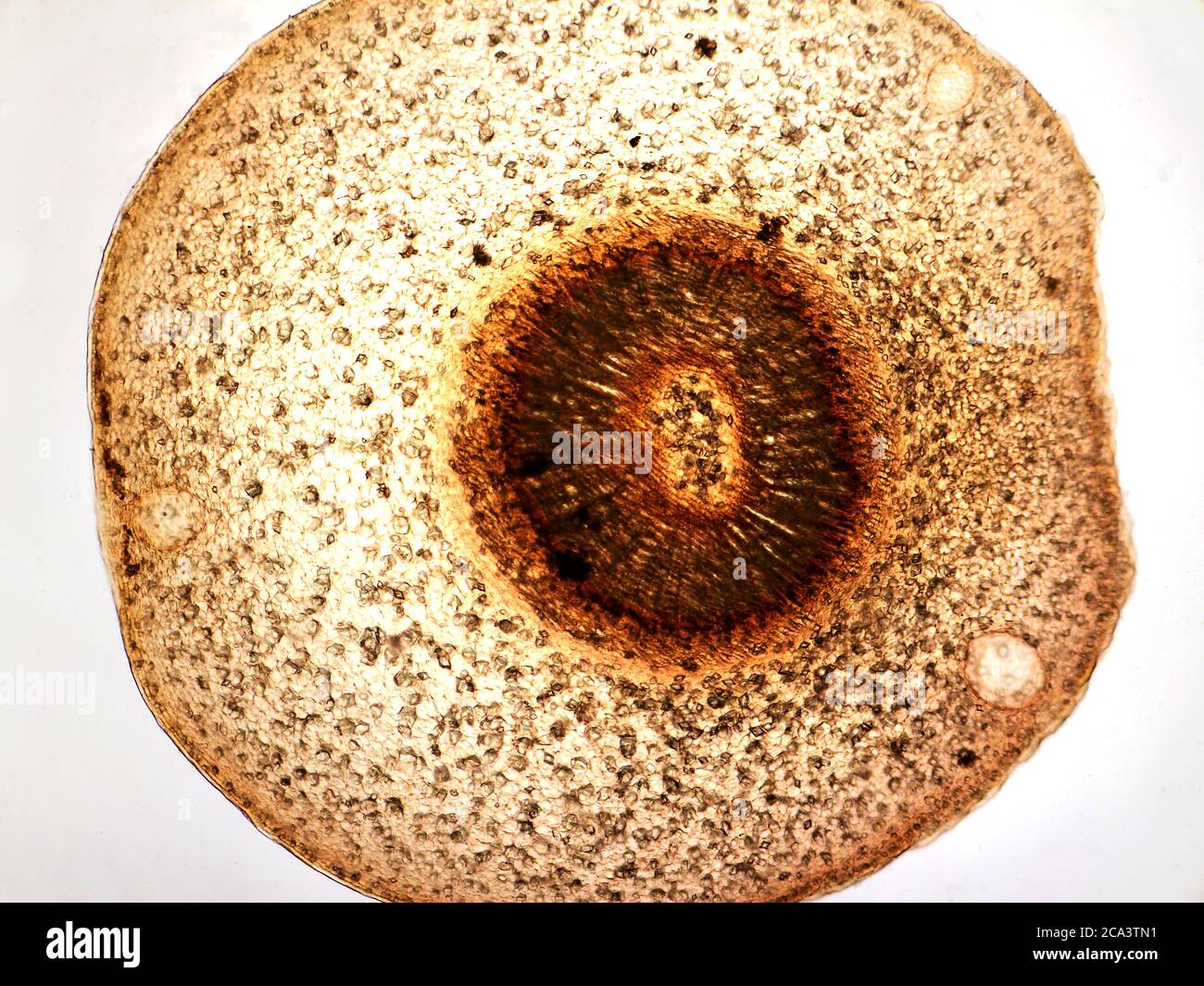 Photomicrography of cross section of orange tree stem. Stock Photo