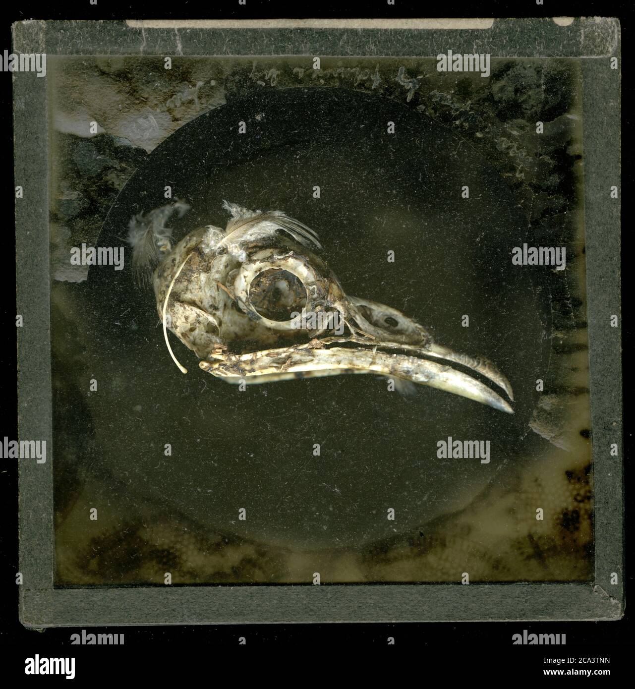 Bird skull Stock Photo