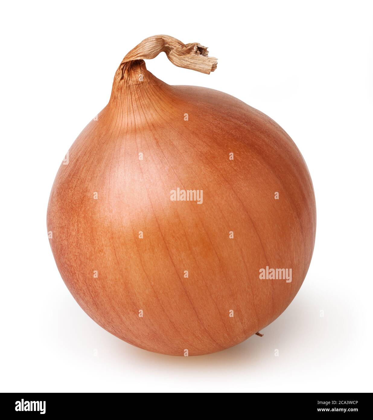 Onion bulb isolated on white background with clipping path Stock Photo