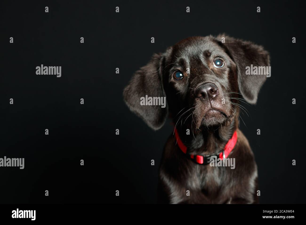 Labrador puppy in studio lighting and dark background with red collar Stock Photo