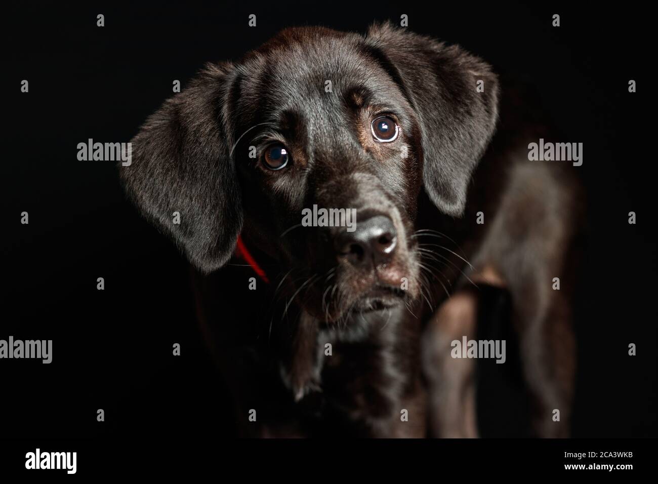 Labrador puppy in studio lighting and dark background with red collar Stock Photo