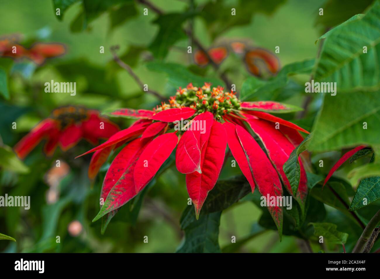 Euphorbia is a beautiful poinsettia green plant with bright red leaves.  Christmas holidays, popular seasonal decoration Stock Photo - Alamy