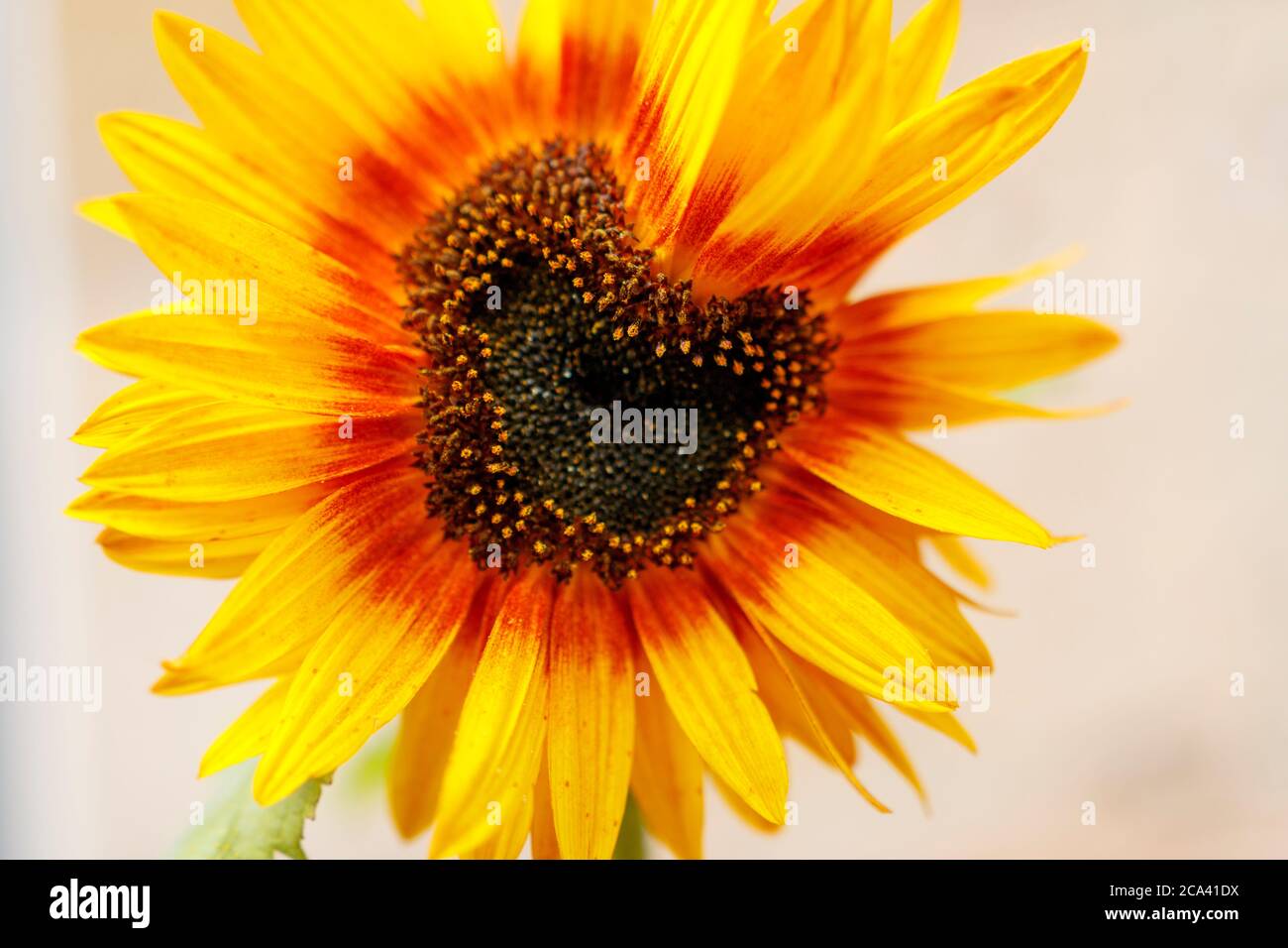 Sunflower Loveheart Stock Photo
