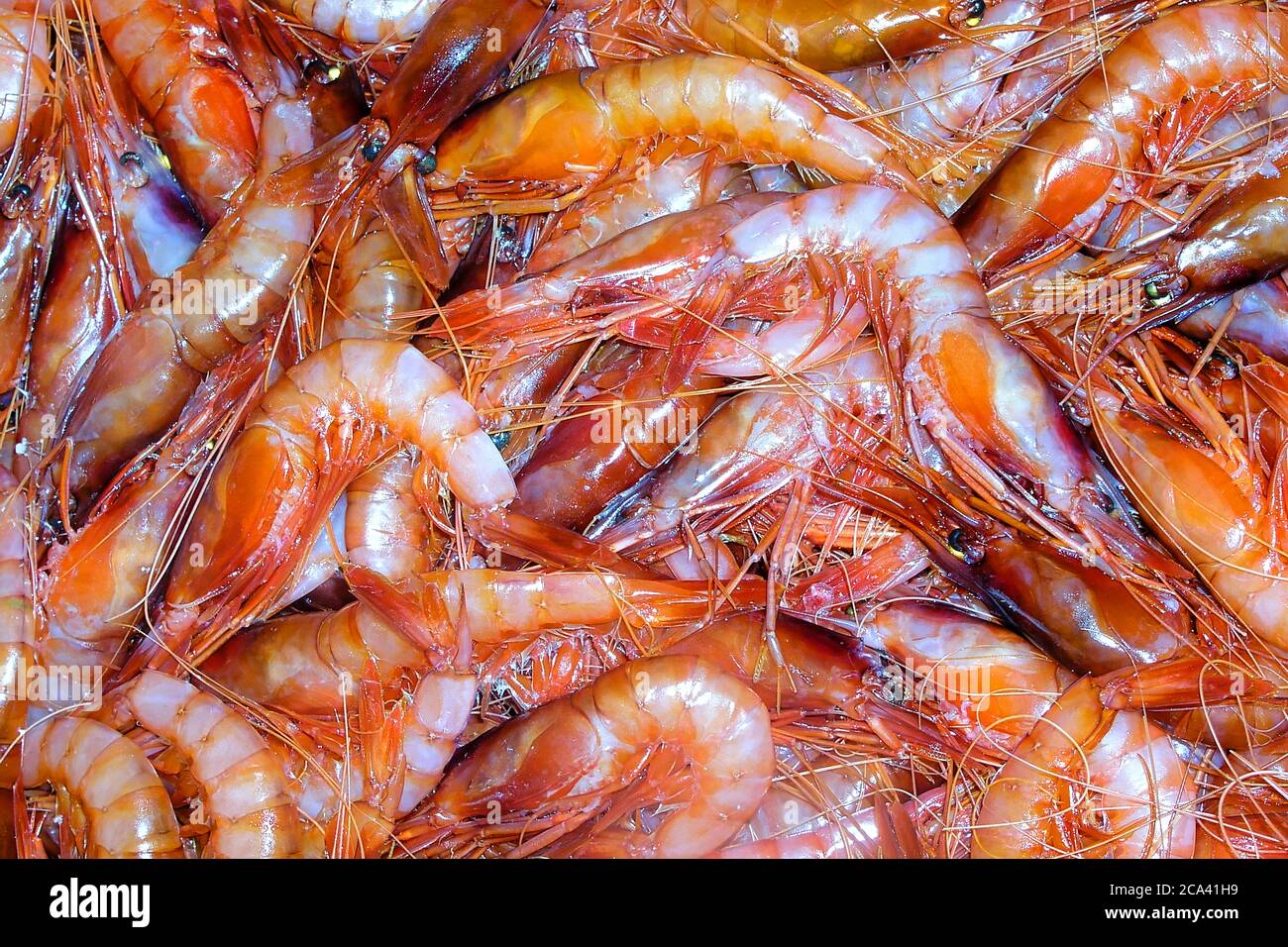 Red Shrimp, Recently Fished, Fish Market, Mediterranean Sea, Aguilas, Murcia, Spain, Europe Stock Photo