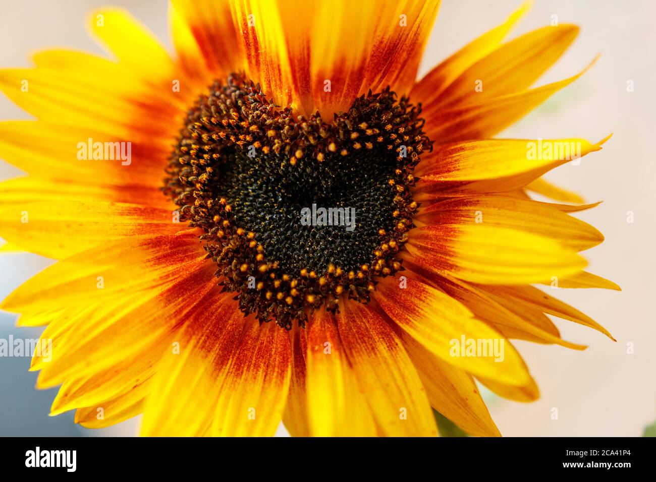 Sunflower Loveheart Stock Photo