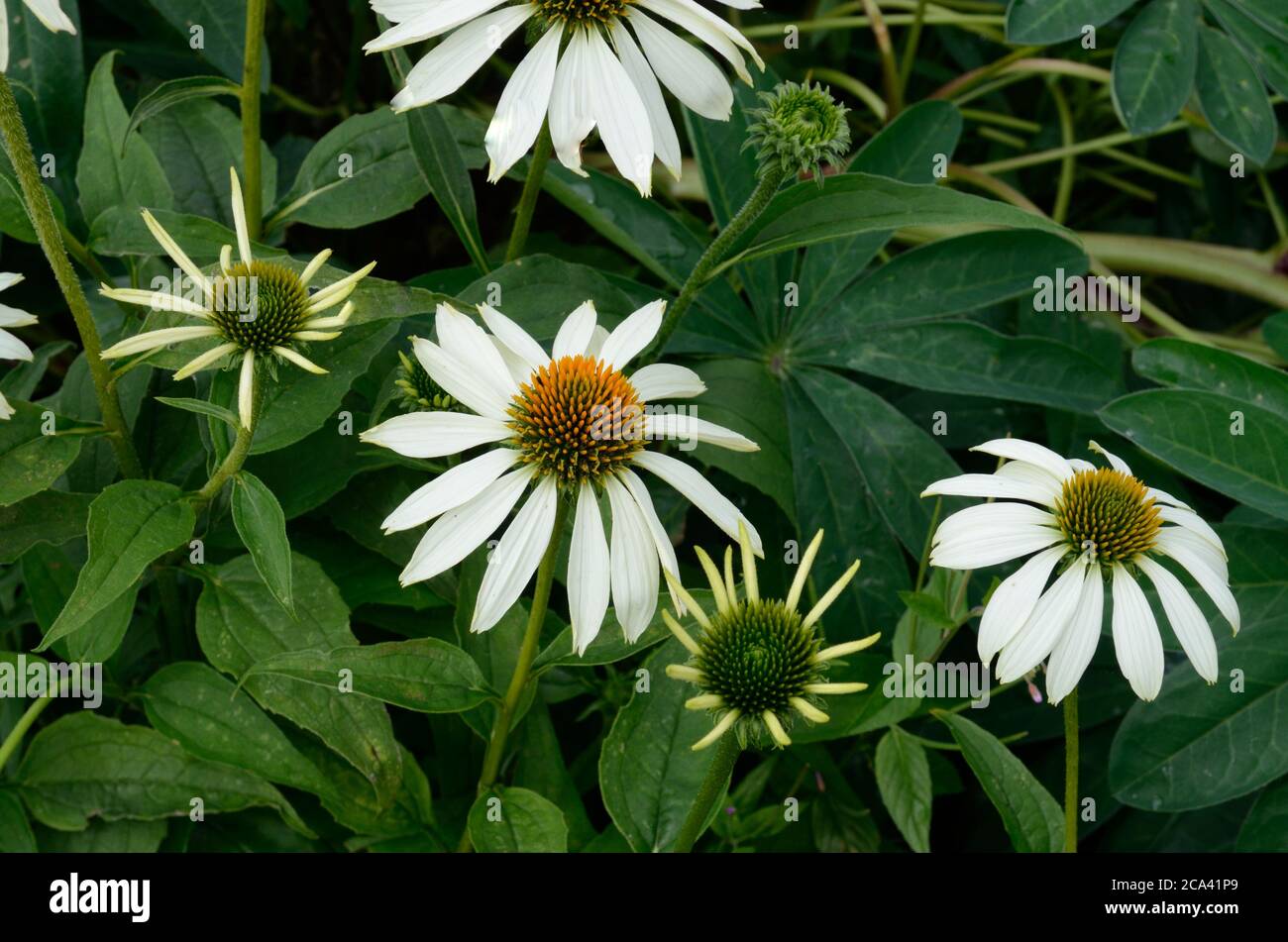 Echinacea purpurea White Swan daisy like flowers with drooping petals  coneflower Stock Photo