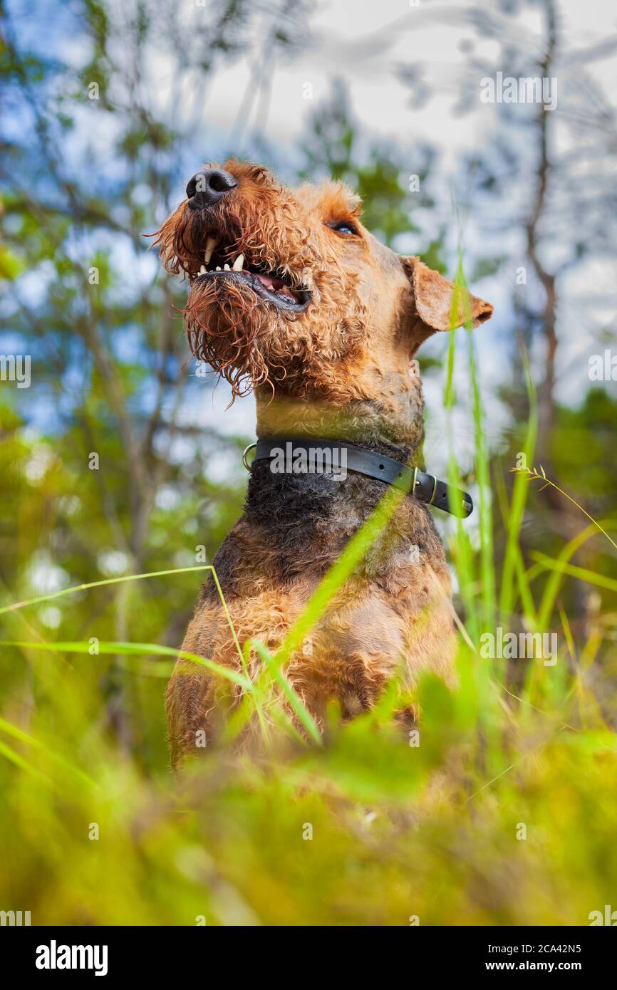 Airedale Terrier Portrait Dog In A Forest Stock Photo Alamy