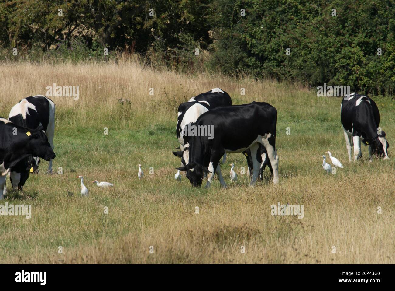 Cattle Egret, Bubulcus ibis, Western Cattle Egret, feeding beside cows, cattle, Halsey’s Farm, Harbour, West Sussex, UK, July Stock Photo