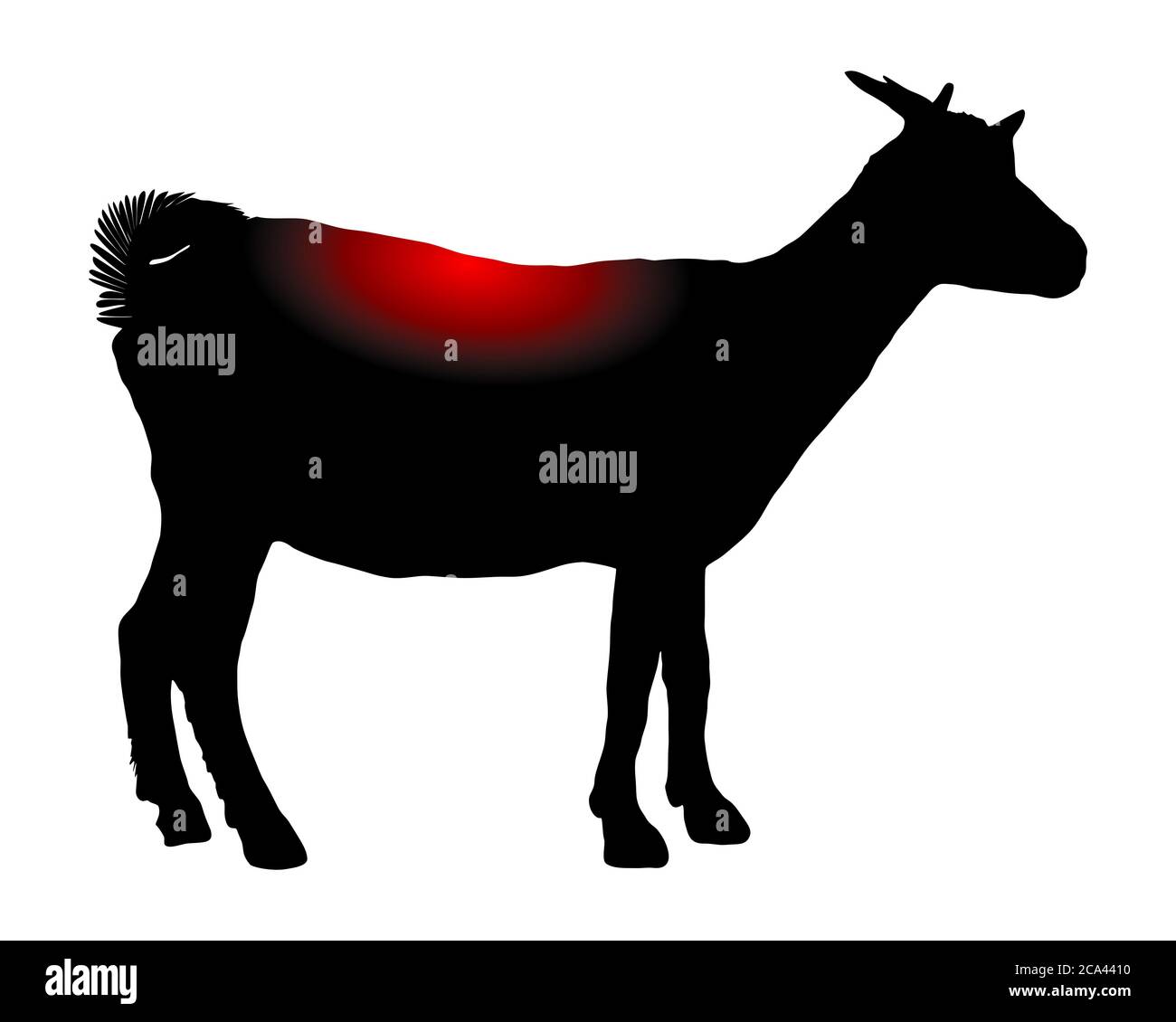 Goat with pain in the back Stock Photo Alamy