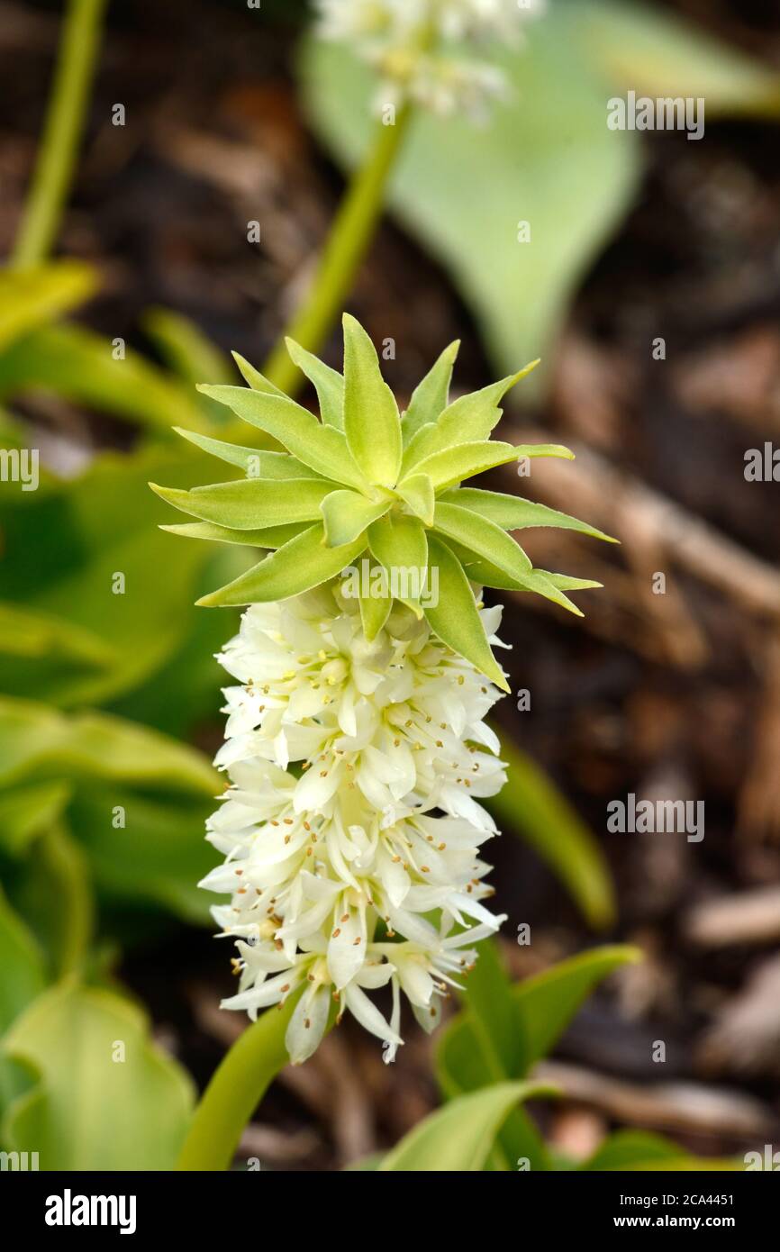 Eucomis autumnalis autumn pineapple flower autumn pineapple lily flower spike topped with a small rosette of leaves Stock Photo