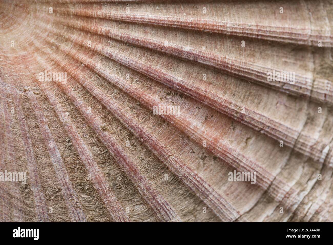 Detail of the shell of a king scallop, Pecten maximus, photographed on a dark slate background. Dorset England UK GB Stock Photo