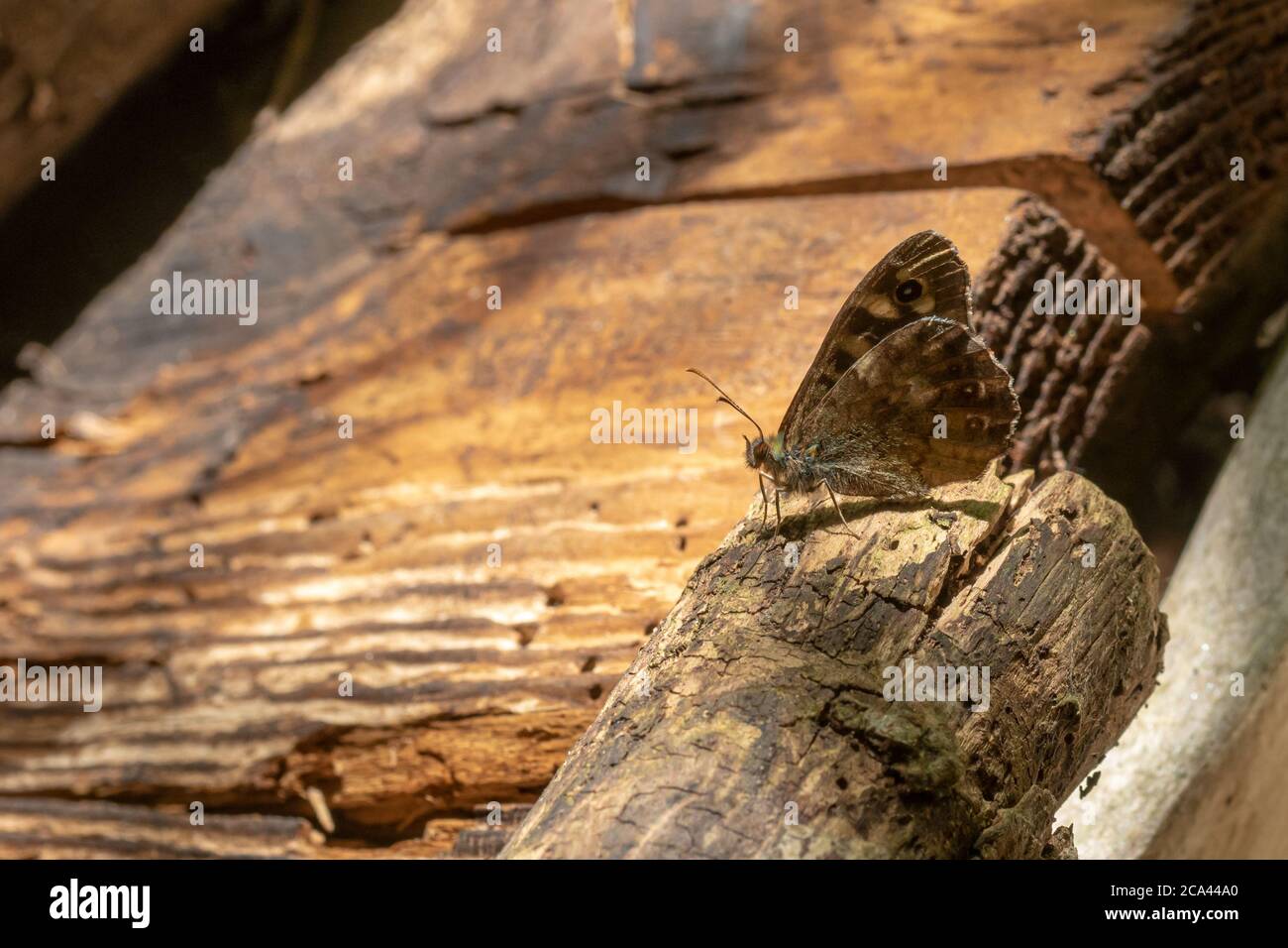 Small brown butterfly sits on a branch in front of dark wooden wall with copy space Stock Photo
