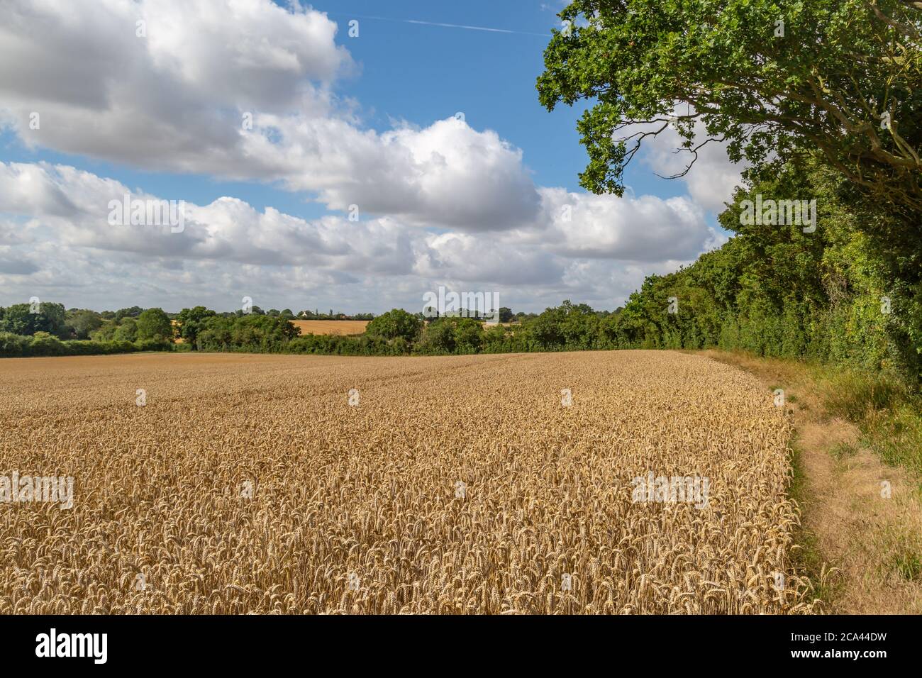 Cereal crops in a field, just before harvesting Stock Photo - Alamy